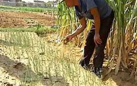 Bộ Nông nghiệp và Phát triển nông thôn lập Tổ chống hạn